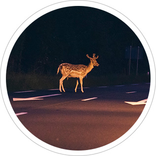 Deer Collision Safety